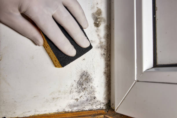 Best Water Damage & Mold Remediation  in Genoa, OH